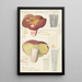 Russula olivacea - Hans Baldung — ingelijst kunstwerk aan de muur