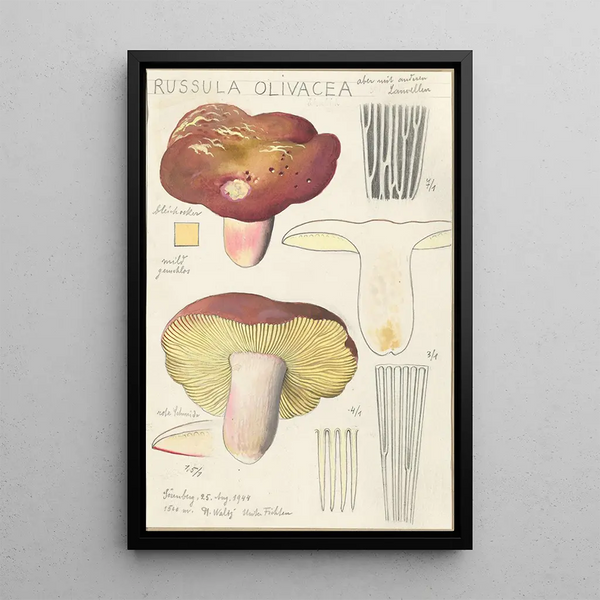 Russula olivacea - Hans Baldung — framed artwork on a wall