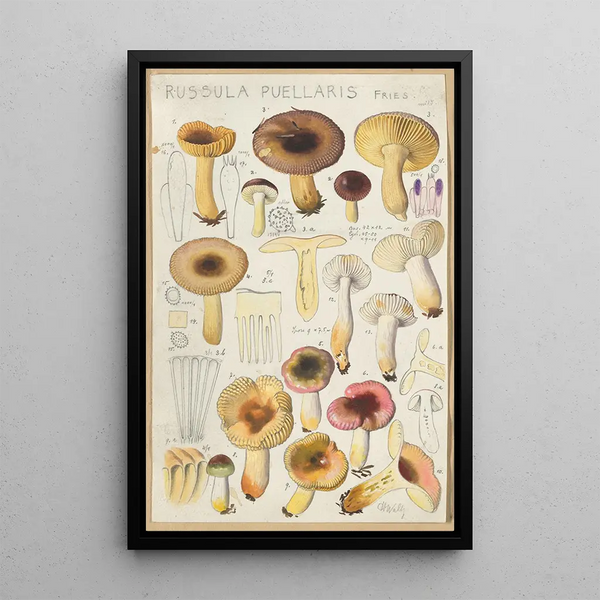 Russula puellaries - Hans Baldung — framed artwork on a wall