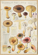 Russula puellaries - Hans Baldung — weergave van het kunstwerk