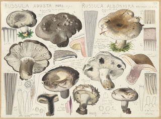 Russule aduste Russule albonigra - Hans Baldung — weergave van het kunstwerk