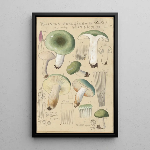 Russula aureginea - Hans Baldung — framed artwork on a wall