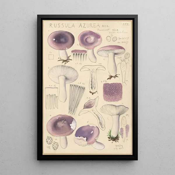 Russula azurea - Hans Baldung — framed artwork on a wall