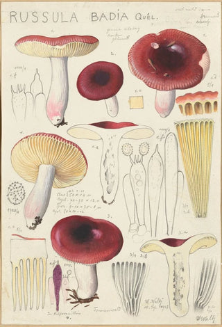 Hans Walty - Russula badia.webp