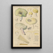 Russula citrina Gill - Hans Baldung — framed artwork on a wall