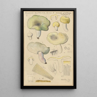 Hans Walty - Russula citrina Gill.webp