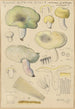 Russula citrina Gill - Hans Baldung — artwork view