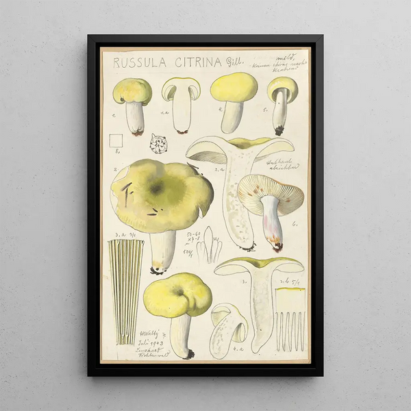 Russula citrina - Hans Baldung — framed artwork on a wall