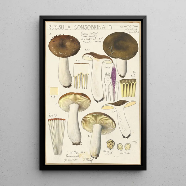Russula consobrina - Hans Baldung — framed artwork on a wall