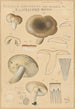 Russula consobrina var sororia - Hans Baldung — weergave van het kunstwerk