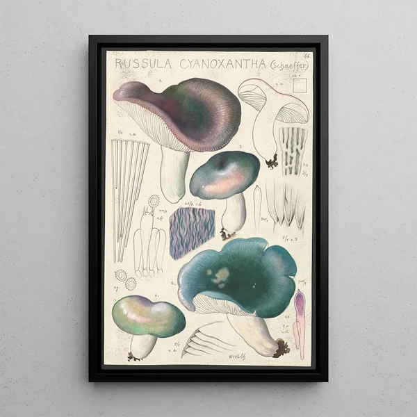 Russula cyanoxantha Schaeffer - Hans Baldung — framed artwork on a wall
