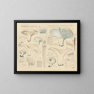 Hans Walty - Russula delica.webp