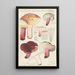 Russula depallens - Hans Baldung — ingelijst kunstwerk aan de muur