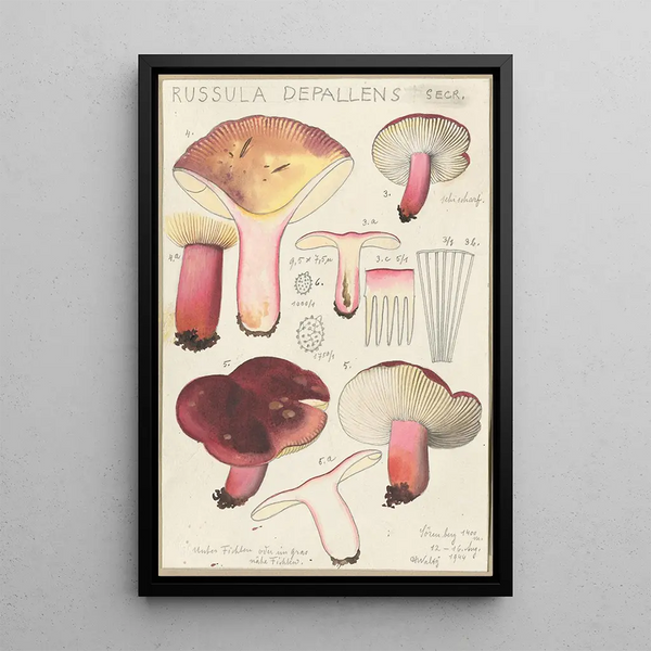 Russula depallens - Hans Baldung — framed artwork on a wall