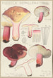 Russula depallens - Hans Baldung — weergave van het kunstwerk