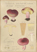 Russula drimeia - Hans Baldung | Reproduction — weergave van het kunstwerk