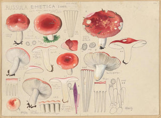 Russula emetica - Hans Baldung — weergave van het kunstwerk