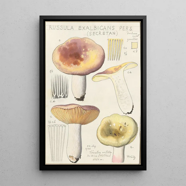 Russula exalbicans - Hans Baldung — framed artwork on a wall