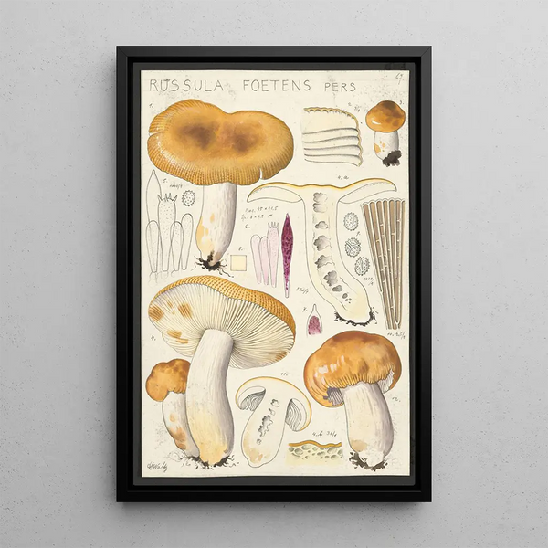 Russula foetens Pers - Hans Baldung — framed artwork on a wall