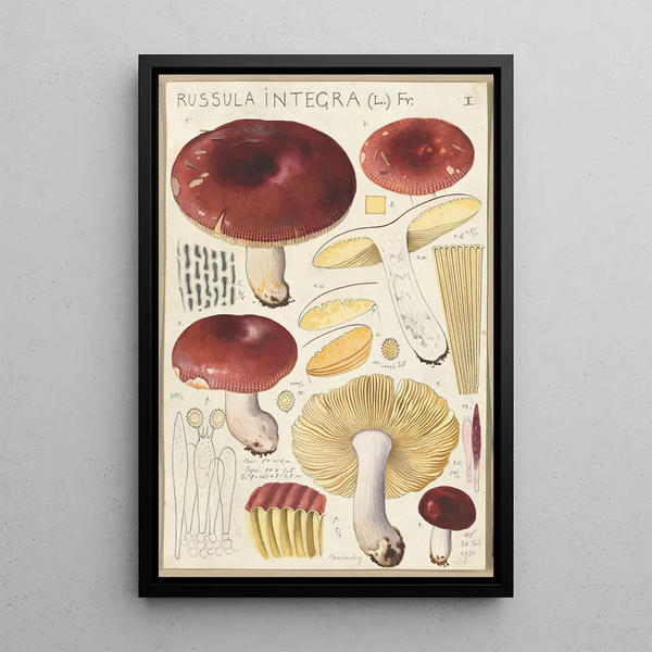 Russula integra - Hans Baldung — framed artwork on a wall