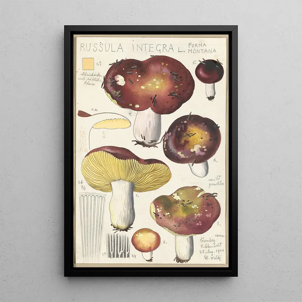 Russula integra L Forma montana - Hans Baldung — framed artwork on a wall