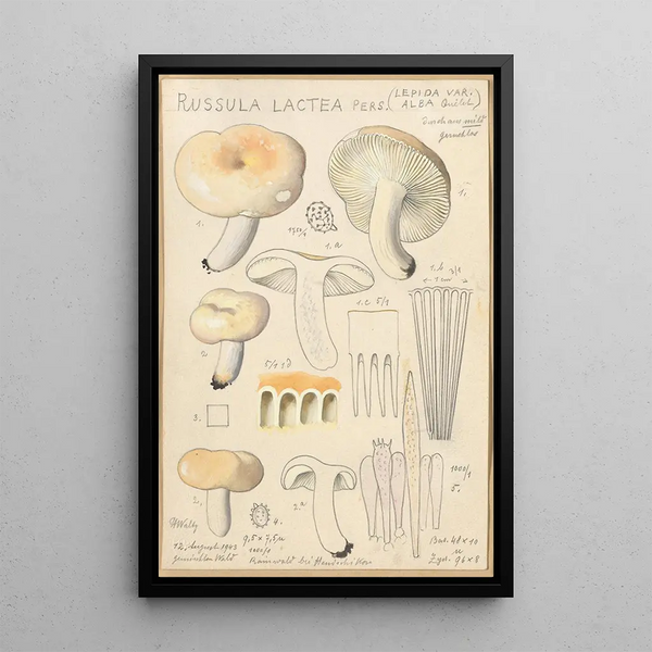 Russula lactea - Hans Baldung — framed artwork on a wall