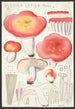 Russula lepida Fries - Hans Baldung — weergave van het kunstwerk