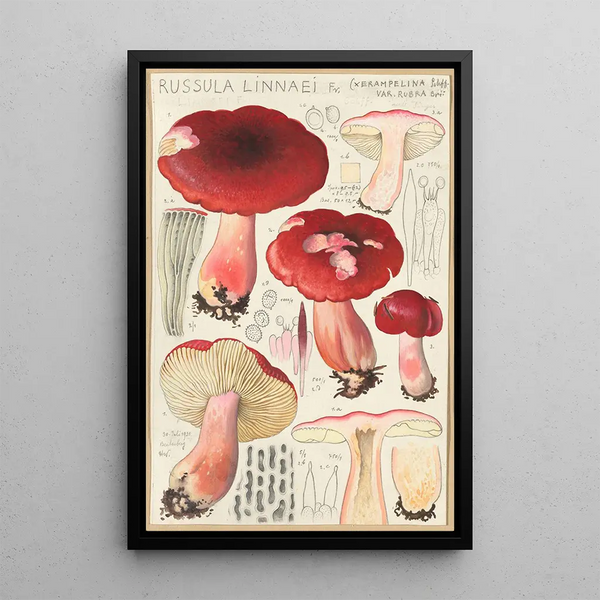 Russula linnaei - Hans Baldung — framed artwork on a wall