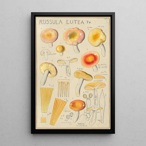 Russula lutea - Hans Baldung — framed artwork on a wall