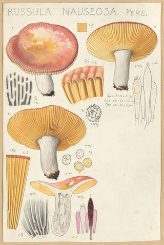 Hans Walty - Russula nauseosa.webp