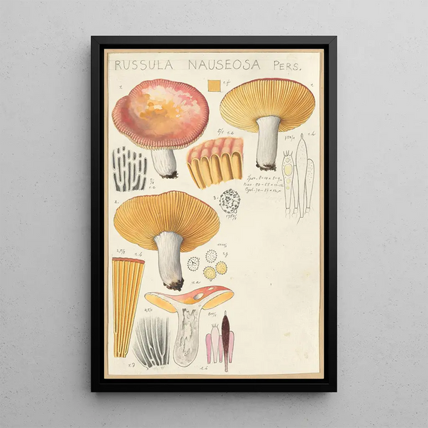 Russula nauseosa - Hans Baldung — framed artwork on a wall