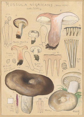 Hans Walty - Russula nigricans.webp