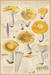 Russula ochroleuca - Hans Baldung — weergave van het kunstwerk