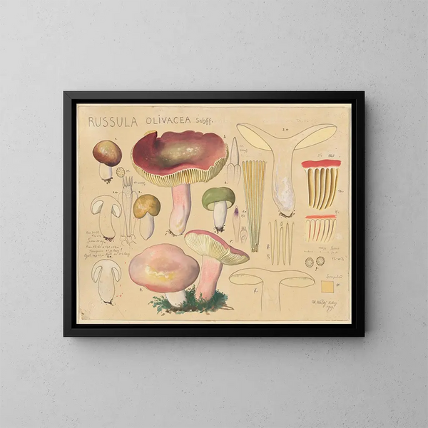 Russula olivacea - Hans Baldung — ingelijst kunstwerk aan de muur
