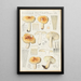 Russula pectinata - Hans Baldung | Reproduction — ingelijst kunstwerk aan de muur