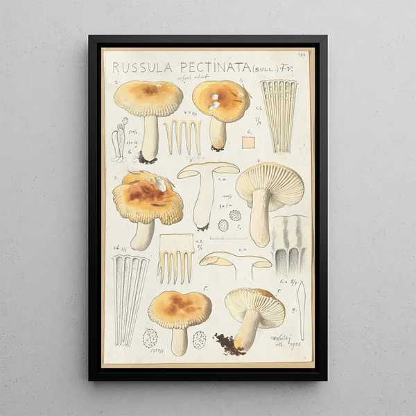 Russula pectinata - Hans Baldung — framed artwork on a wall