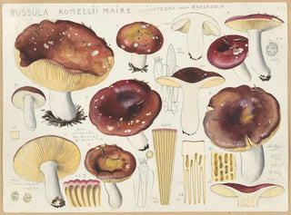 Russula romellii - Hans Baldung — weergave van het kunstwerk
