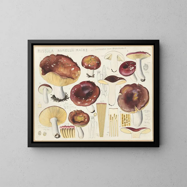 Russula romellii - Hans Baldung — ingelijst kunstwerk aan de muur