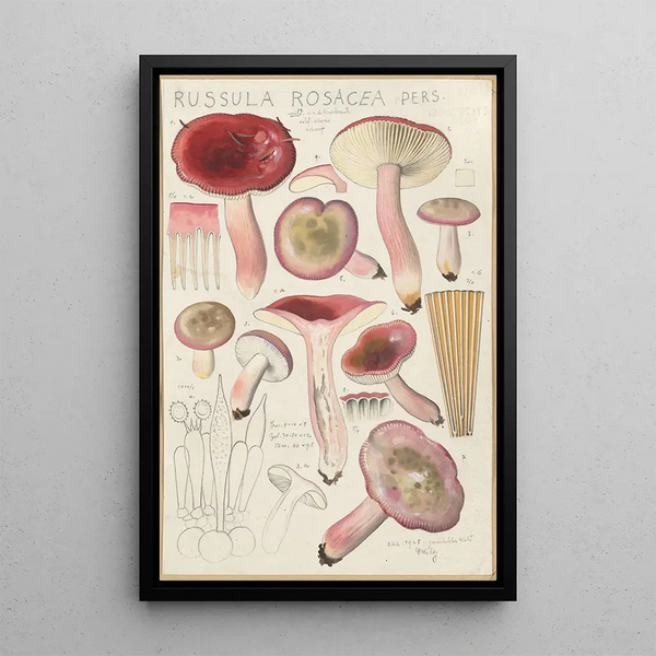 Russula rosacea - Hans Baldung — framed artwork on a wall