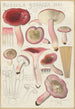 Russula rosacea - Hans Baldung — weergave van het kunstwerk