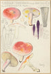 Russula sardonia - Hans Baldung — weergave van het kunstwerk