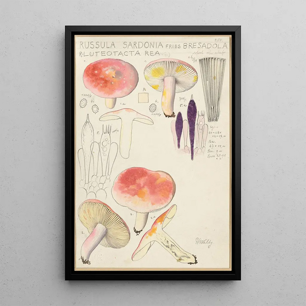 Russula sardonia - Hans Baldung — framed artwork on a wall