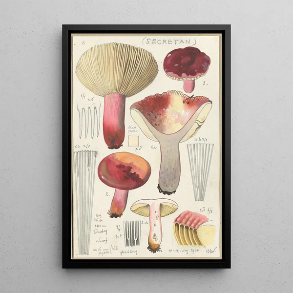 Russula secretan - Hans Baldung — framed artwork on a wall