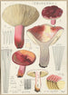 Russula secretan - Hans Baldung — weergave van het kunstwerk