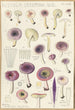 Russula serotina Russula myrtilla - Hans Baldung — weergave van het kunstwerk