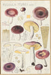 Russula turci - Hans Baldung — artwork view