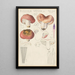 Russula vesca - Hans Baldung — ingelijst kunstwerk aan de muur