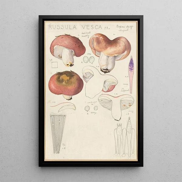 Russula vesca - Hans Baldung — framed artwork on a wall