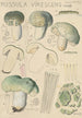 Russula virescens - Hans Baldung | Reproduction — weergave van het kunstwerk