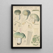 Russula virescens - Hans Baldung | Reproduction — ingelijst kunstwerk aan de muur